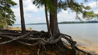 View of the lake on the Island Trail at DeGray Lake Resort State Park