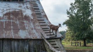 Don't try this at home. This Pumpkin Hollow goat is trained to do that!