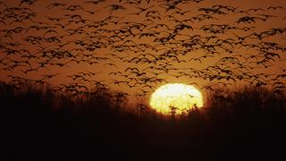 The Dale Bumpers White River National Wildlife Refuge is a Wetland of International Importance.