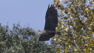 A Great Blue Heron soars over the Freddie Black Choctaw Island Wildlife Management Area.