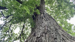 Historic Cane Hill witness tree