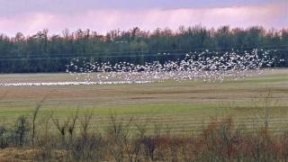 The Dale Bumpers White River National Wildlife Refuge is one of the most important areas for wintering waterfowl in North America.