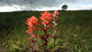 An image of wildflowers at the Baker Prairie Natural Area. 