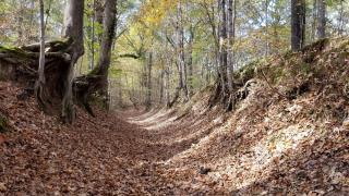 A sunken remnant of the Trail of Tears that is part of the Old Military Road Trail at Village Creek State Park.