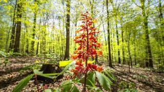 Explore the natural world on the St. Francis National Forest/Mississippi River State Park.