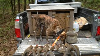 A squirrel dog at the end of the hunt