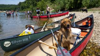 Dog in a canoe on the shore of the Buffalo River