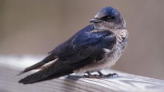 Purple Martin