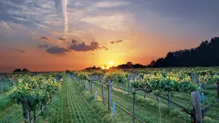 Atlus Vineyard at Sunset