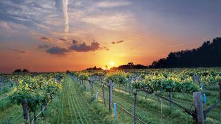 Atlus Vineyard at Sunset