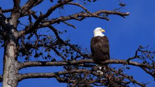 Winter eagle watching is popular in Arkansas.