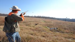 A quail hunter in Arkansas