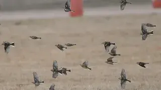 One of the most famous "residents" of the Stuttgart Municipal Airport -- the Smith's Longspur.