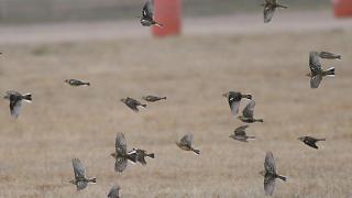 One of the most famous "residents" of the Stuttgart Municipal Airport -- the Smith's Longspur.