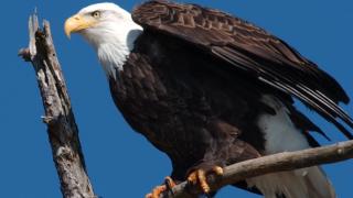 Eagle at Lake Ouachita