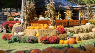 Pumpkin display at Pumpkin Hollow