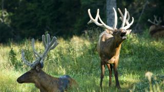 Bucks Hollow Ranch