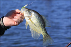 AGFC_Crappie_AGFC