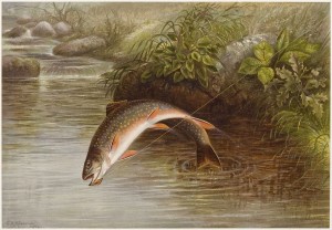 Bentonville_Crystal_Bridges_Fish_Stories_exhibit_Speckled_Trout
