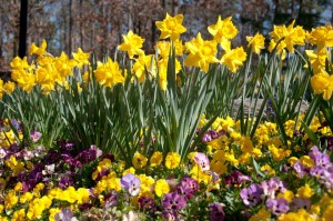 Blooms