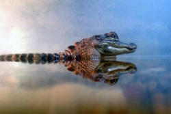 Chomps_Alligator_Pinnacle_5667