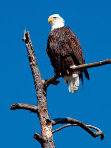 eagle_on_snag_1-blog