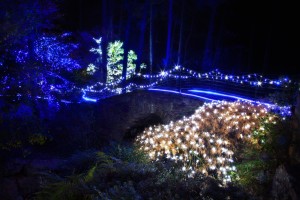 Holiday Lights At Garvan Woodland Gardens Arkansas Com