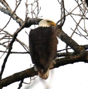 HollaBend eagle