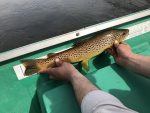 Lakeview_Gaston's_brown_trout_measured