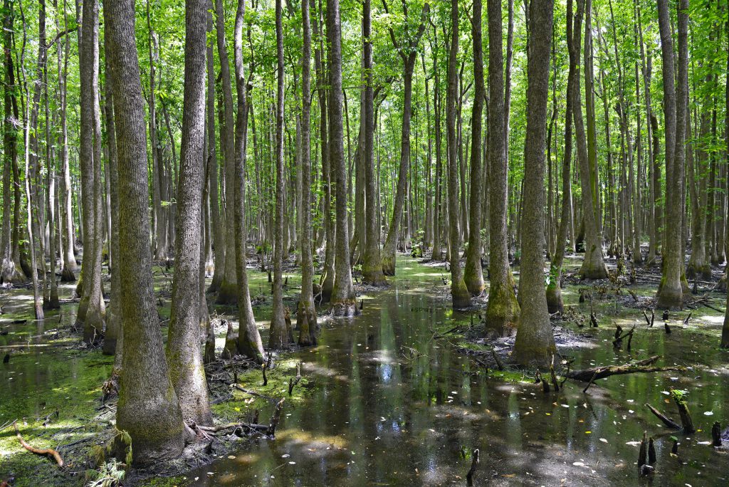 Louisiana_Purchase_State_Park_07032012_tgs_7157