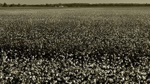 Cotton Behind Rivervale, AR Harvest 2011