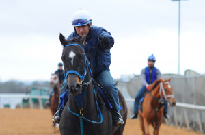 Prepping for the start of the live racing season at Oaklawn. Photo by Z. Clift. 