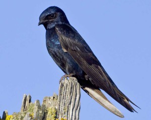 Photo of purple martin care of the National Audubon Society. 