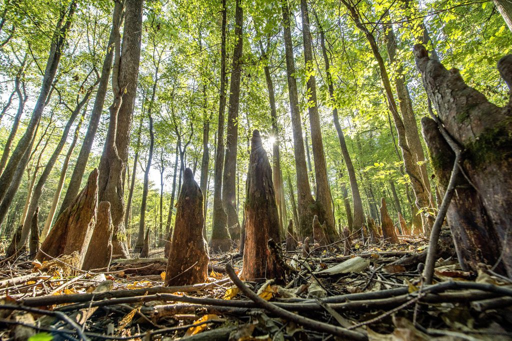 Saint St Francis National Forrest Mississippi State Park KSJ_2954ps