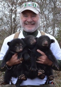 Steve Wildman Wilson 3 bears 2015