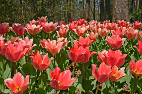 Tulip