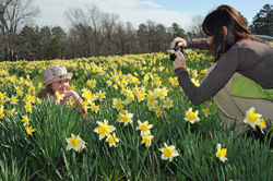 Wye_Mountain_Daffodils_Children_Mother_child_photo