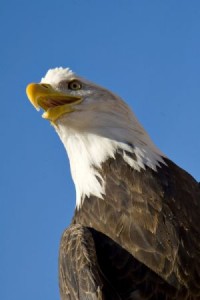 baldeagleforeagleetcetra