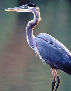 birding