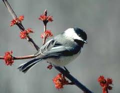 chickadee