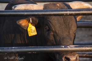 delta classic bull riding2