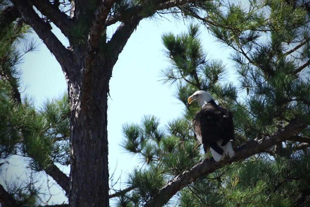 eagle flew 150 ft. and lit in a short-leafed pine for 20 seconds
