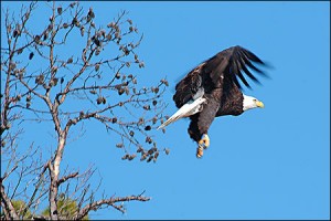 eagle35th