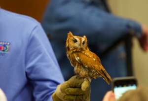 Owl at Eagles Et Cetera. Photo by Z. Clift.