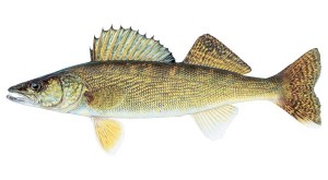 fish_walleye
