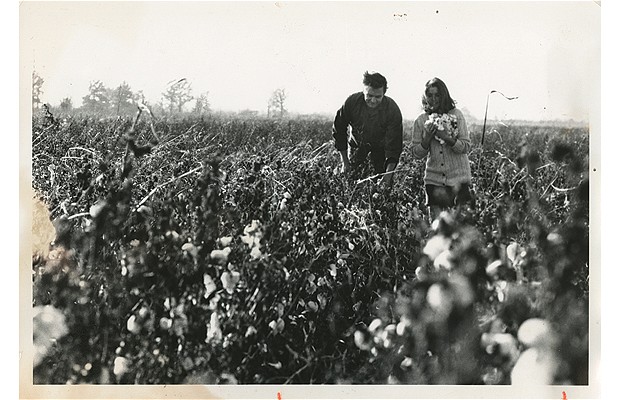 johnny cash june cotton
