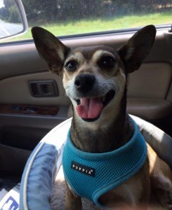 My pup Kip traveling with me on assignment.