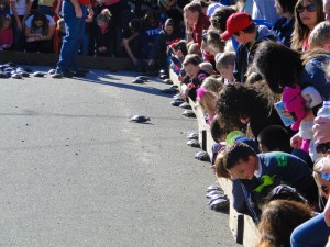 lepanto terrapin derby from website