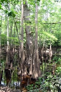 longview_saline_5