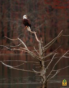 moro bay eagle
